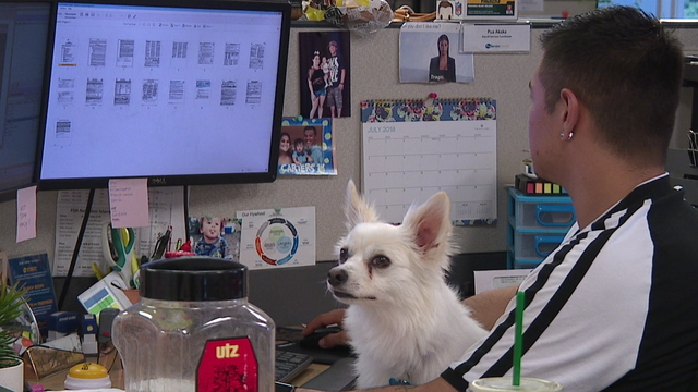 DOGS INVADE DOWNTOWN OFFICE ON TAKE-YOUR-DOG-TO-WORK DAY